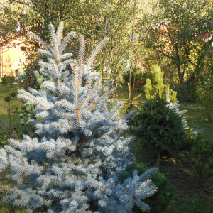 Саженцы Ель Голубая Глаука 100-150 см