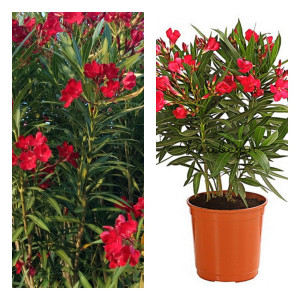 Саженцы Олеандр красный Этна