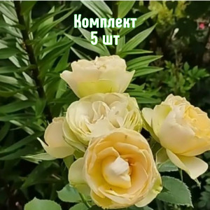 Саженцы Комплект 5шт / Роза Шампань Рококо (флорибунда)